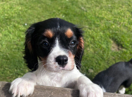 Gorgeous Cavalier Puppies -Now Ready