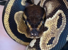 Five ball pythons new home/s