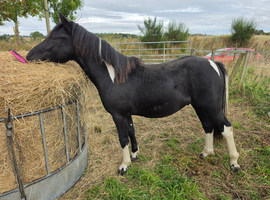 Yearling colt