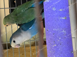I am selling a lovely pair of loving birds. Beautiful and healthy birds. Male and female. aged 1 year old made chicks once without cage &pound;100