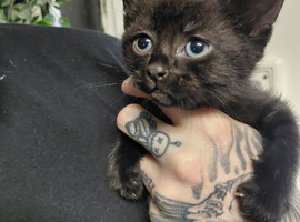 1 Female black kitten ready to leave next friday