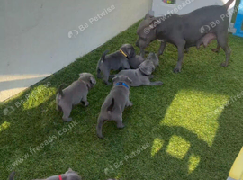 Outstanding litters of Staffordshire bull terrier puppies