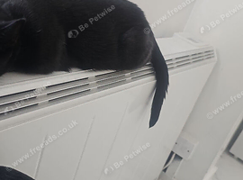 Cosmic 5 black cat i cant keep her due to stroke and new place to small