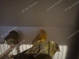 Job lot of canaries for sale