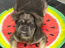 Female fluffy frenchie