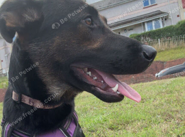 ASAP REHOMING Sheprador in Swansea