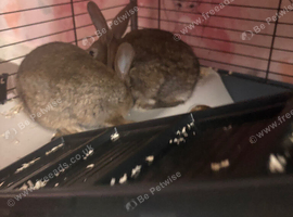 Mini lops