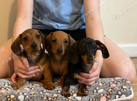 Minature dachshund  12 weeks old
