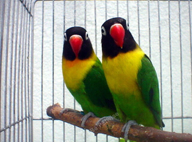 Yellow-collared lovebird with starter food for sale