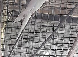 Female cockatile