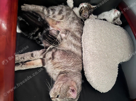 Three beautiful BSH kittens for forever homes