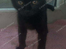 Kitten for sale
