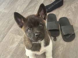 American akita