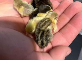 Day old button / Chinese painted quail chicks for sale in Weston super mare