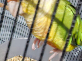 Pineapple conure