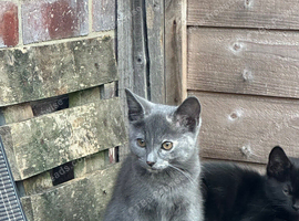 Lovely grey kitten girl