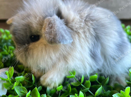 Stunning mini lion lops