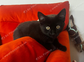 Black female kitten