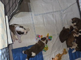 St Bernard puppies for sale