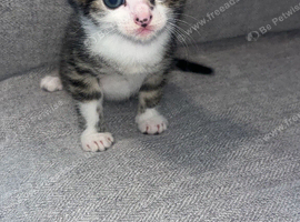 Male tabby/grey kitten