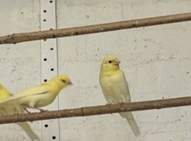 Yellow Mosaic Canaries X 2