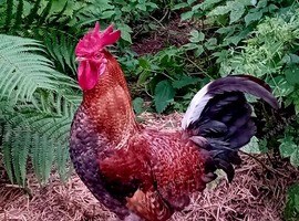 Cockerel Luke Combs