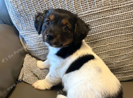 Jack Russell puppie