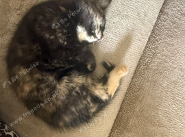Kitten for sale