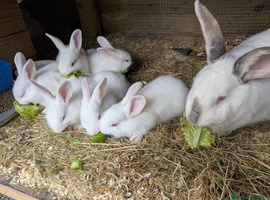New Zealand California Rabbits