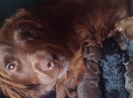 Cockapoo puppies