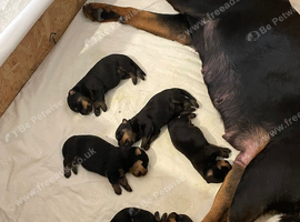 Rottie pups for sale