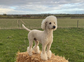 Standard poodle stud dog