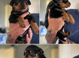 Rottweiler puppies
