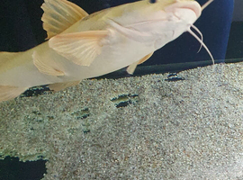 Platinum red tail catfish