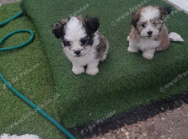 LHASAPOO cross MALTESE