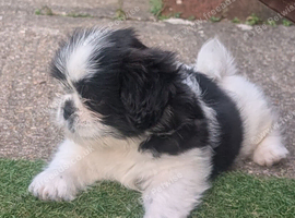 Gorgeous shih Tzu puppy