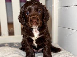 cocker spaniel puppies for sale