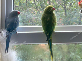 BEAUTIFUL RINGNECK PARROTS