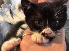 Two kittens. Both males