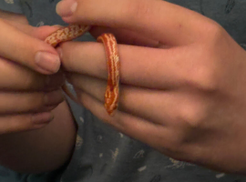 Juvenile corn snake