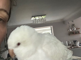 Young quaker parrot for sale