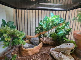 5 fire salamanders