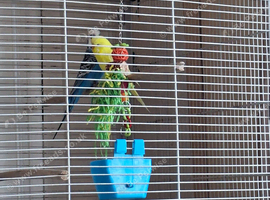Pair of budgies