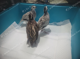 bobwhites x3