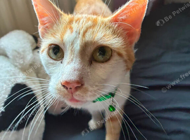 handsome ginger boy cat.