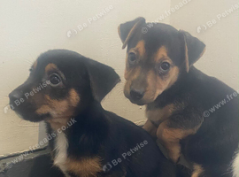 Stunning Jack Russell puppies