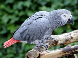 African Grey parrot wanted