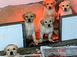 UNEXPECTEDLY FOR SALE Labrador dog puppy