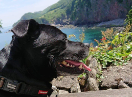 Willing to adopt a pure staffordshire bull terrier