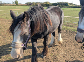 Stunning chunky 2 year old cob gelding